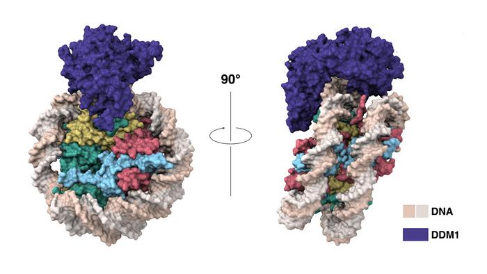 DDM1 cryo-EM