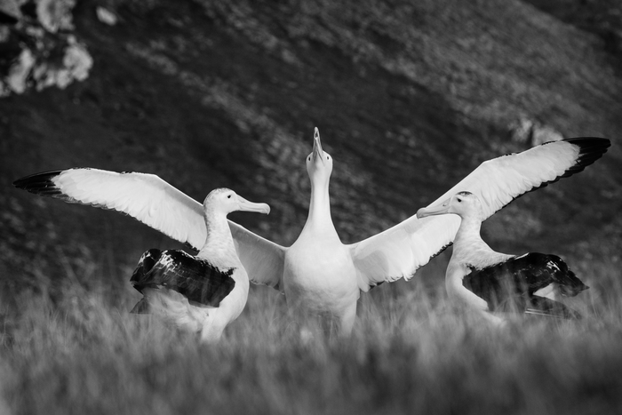 A wandering albatross displaying to potential mates.
