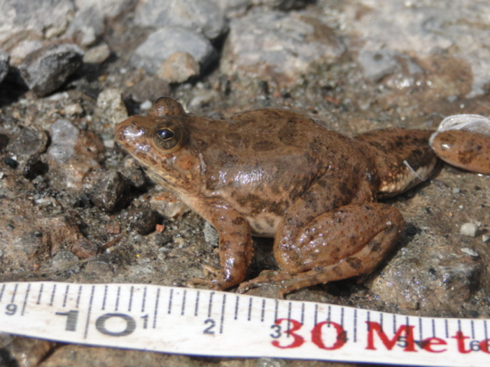 Common Skittering Frog