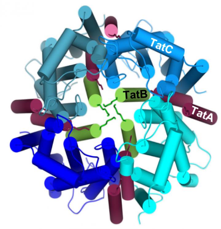 Opening the Cavity fFoodgates 2
