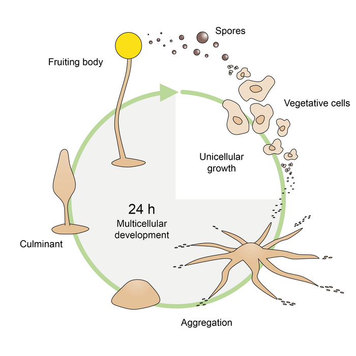 Developmental cycle of D. disc [IMAGE] | EurekAlert! Science News Releases