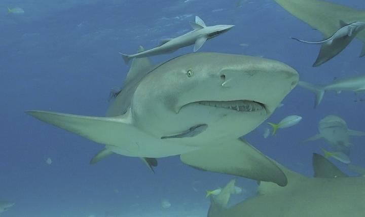 Lemon Shark