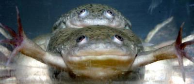 Sex Reversal After Exposure to Atrazine