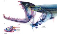 Head Joint: Dragonfish vs. other Fish
