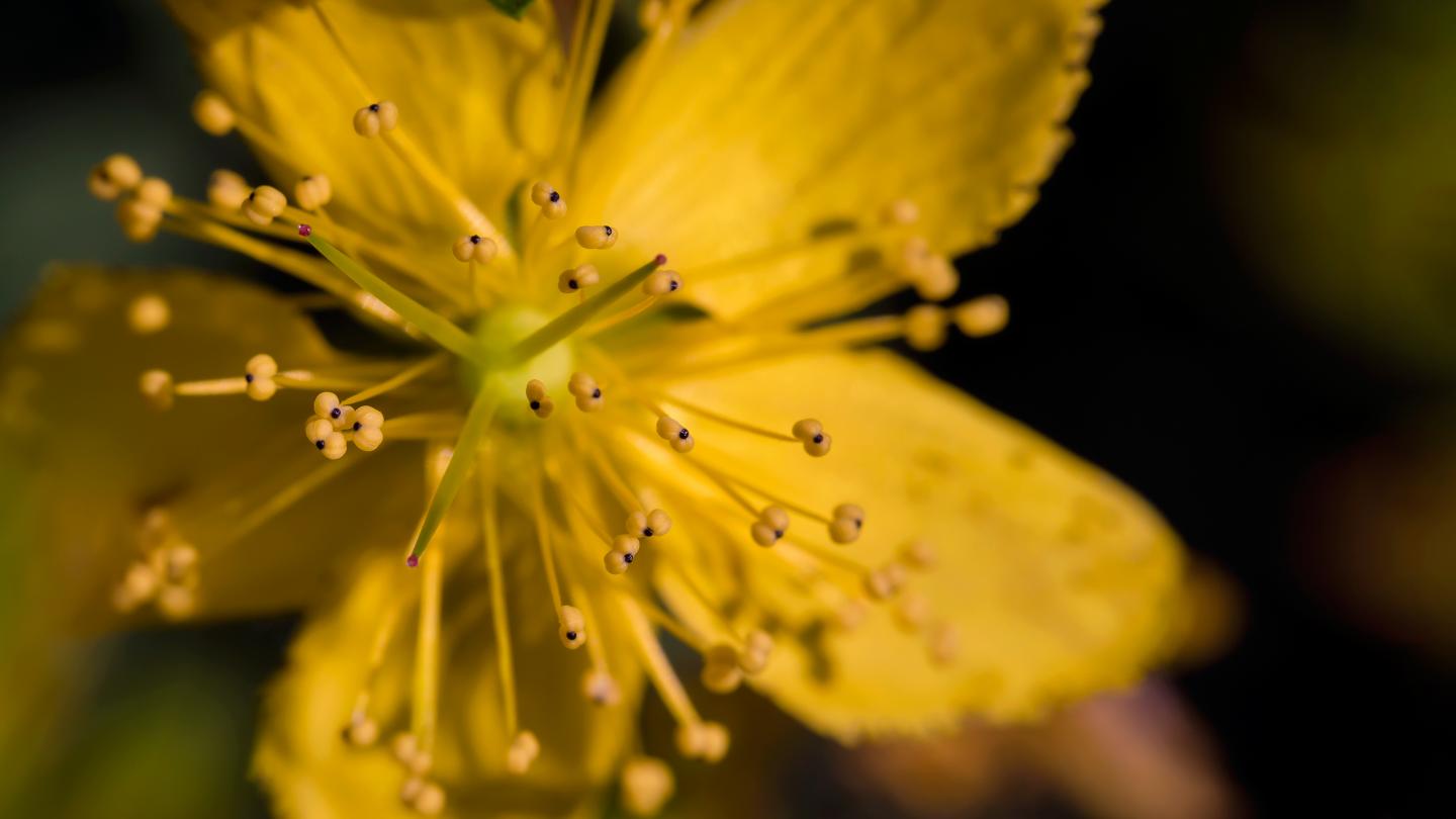 Flower of Hypericum Perforatum