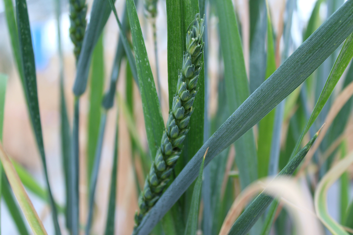 Wheat - key gene discovery