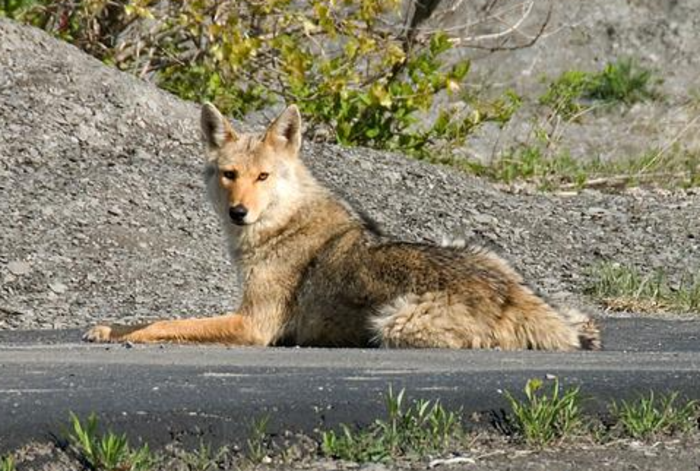 A coyote lying down