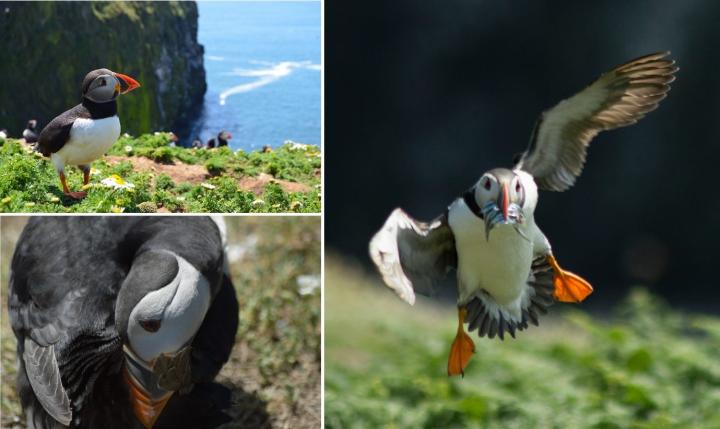 Pictures Depicting 3 Different Tasks (Display, Preening and Feeding) by the Atlantic Puffin