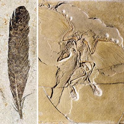 Archaeopteryx was likely source of iconic fossil feather, new study reveals