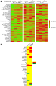 Cytokine profiling of in vitro CRC cell lines and TALL-104 co-cultures