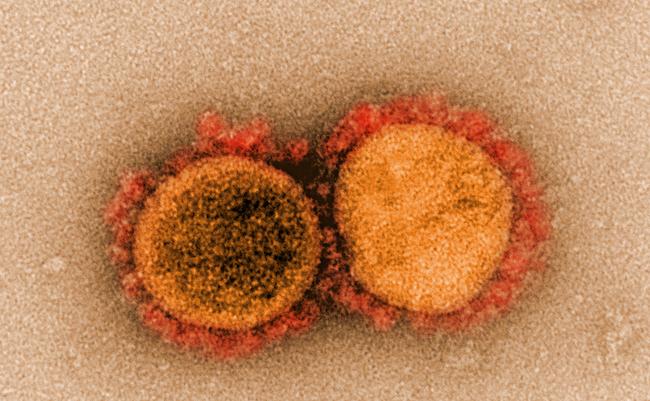 T cells can mount attacks against many SARS-CoV-2 targets--even on new virus variant