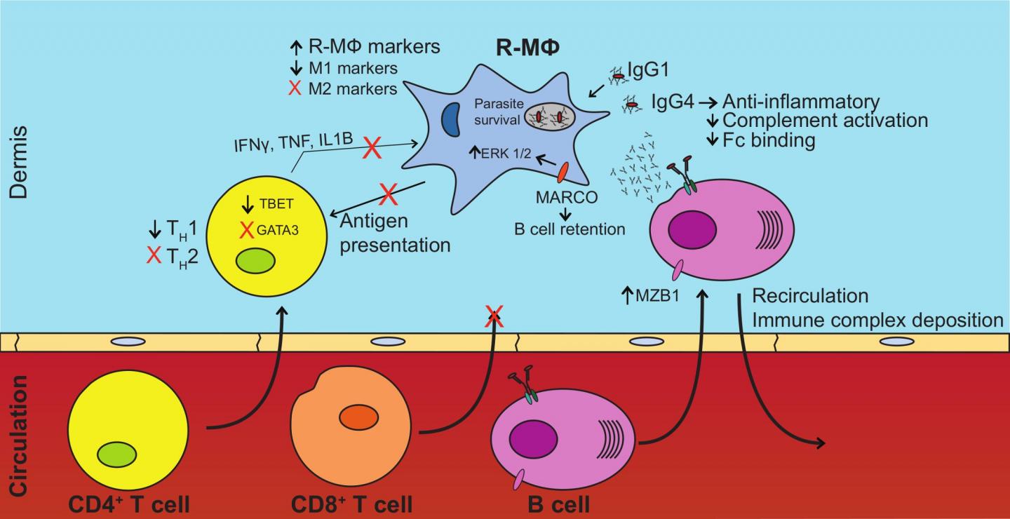 How Does The Body Respond To Diffuse Cutaneous Leishmaniasis?