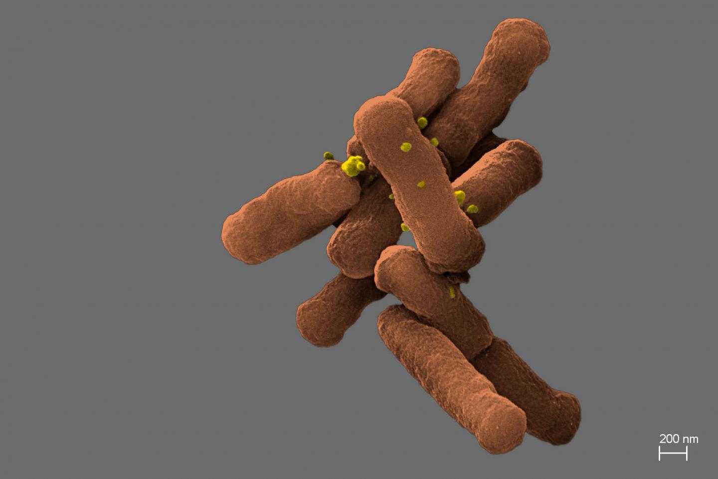 Biology -- Lurking Mouth Microbes