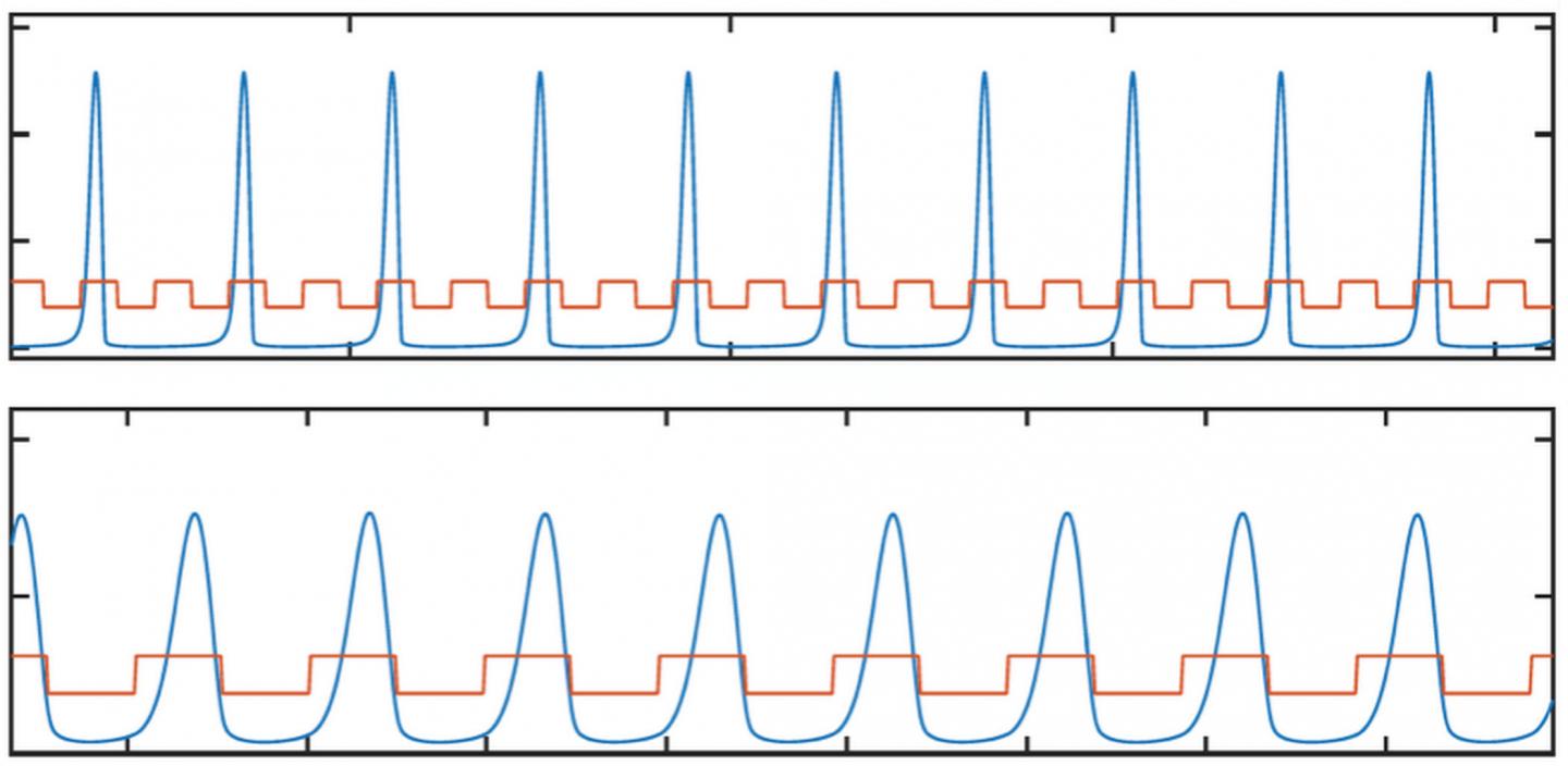Protein Fluctuations