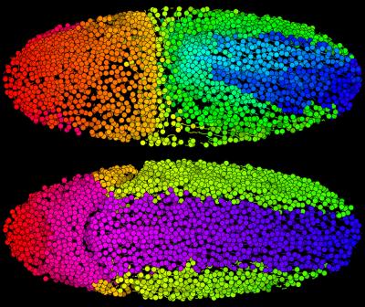 Digital Fruit Fly Embryo, Reconstructed From Live Imaging Data Recorded With A Simview Light-sheet M