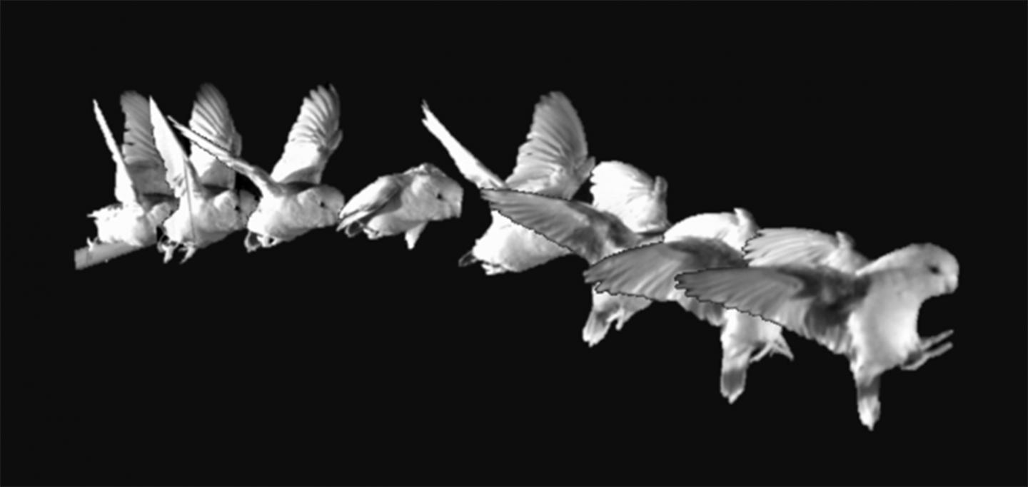 I Believe I Can...Hop: Foraging Parrotlets Optimize Energy During Short Flights (8 of 15)