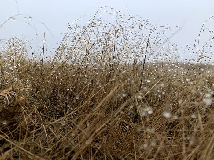 Viruses Dynamic and Changing After Dry Soils are Watered