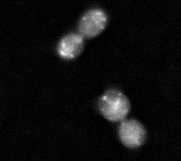 Study Finds New Target for Controlling Cell Division