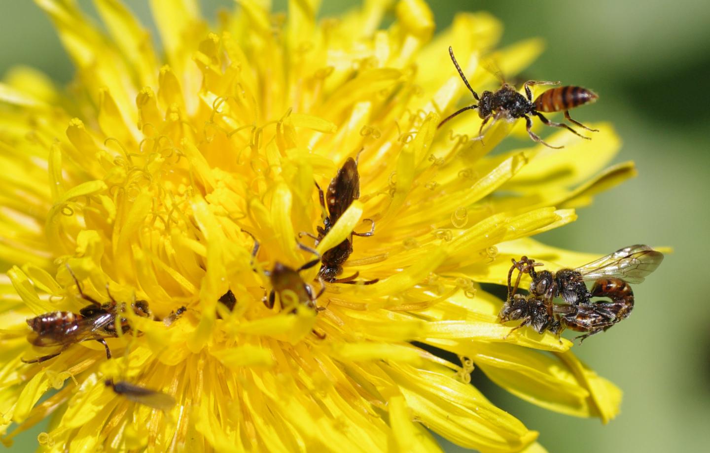 Males Patrolling at a Blossom of a Common Dandelion