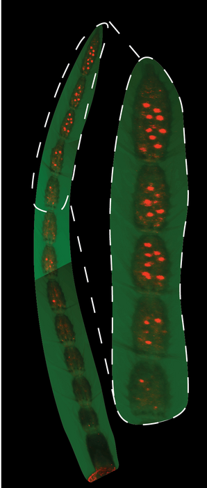 Mosquito Cells