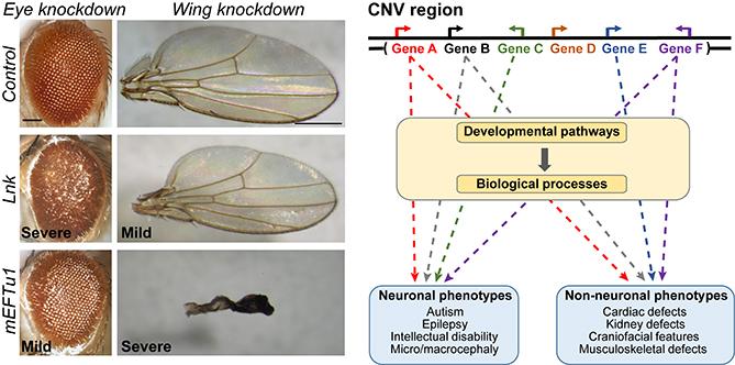 CNV Wing and Eye
