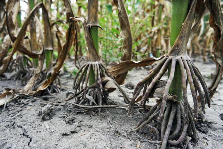Corn's aerial roots help recruit nitrogen-fixing bacteria