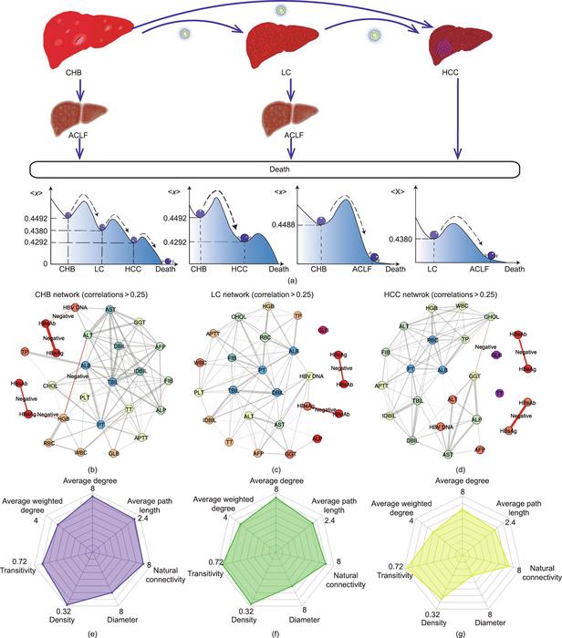 Disease development and network structure of CHB, LC, and HCC.