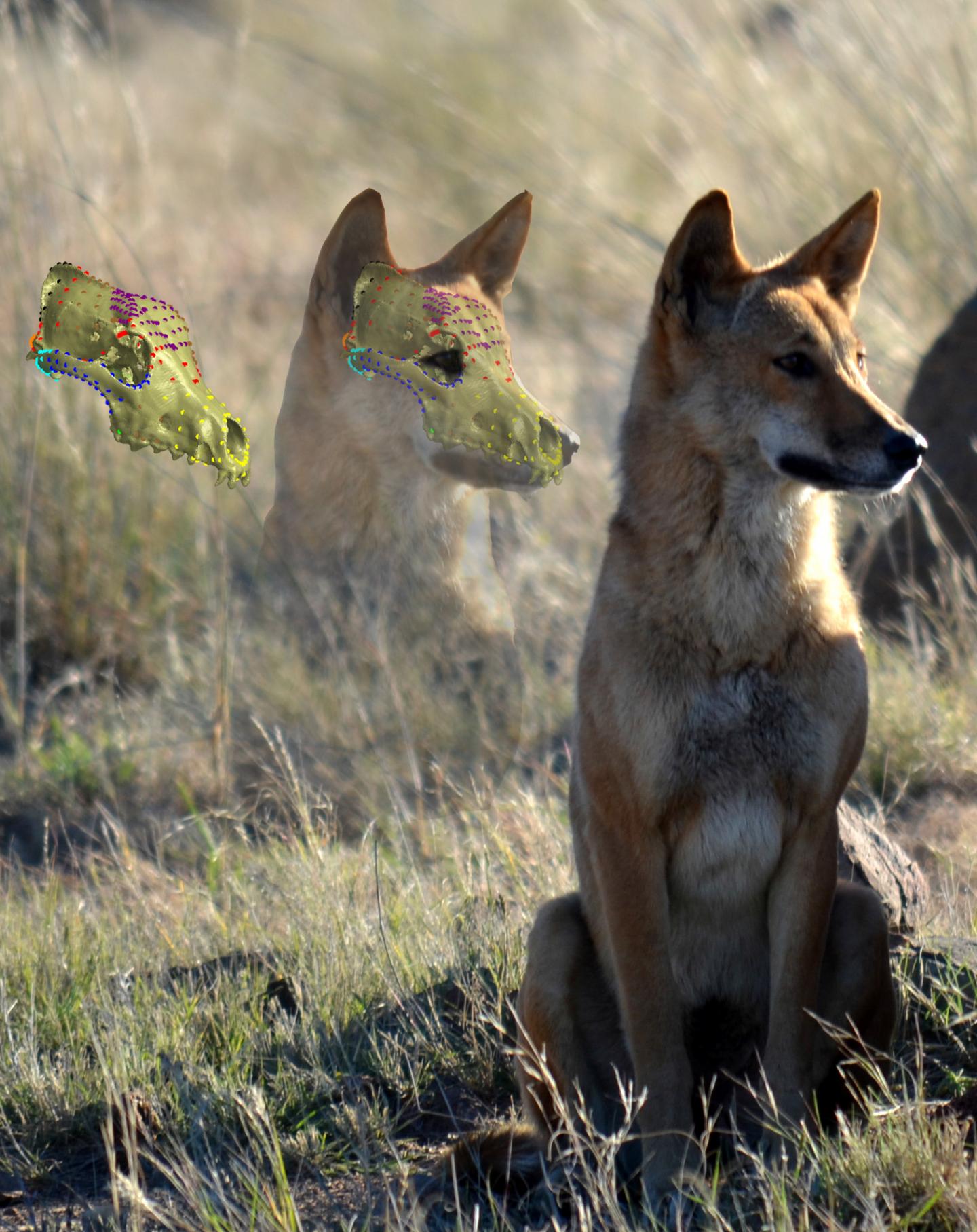 Dingo Skull Resistant to Change from Cross Breeding with Dogs, Research Shows (1/3)