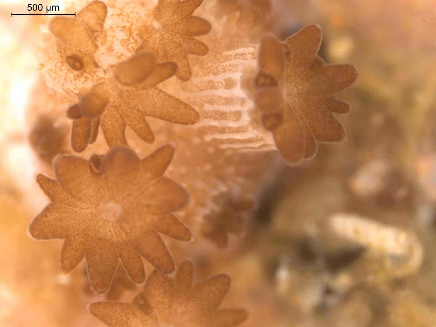 Symbiotic Algae and Coral
