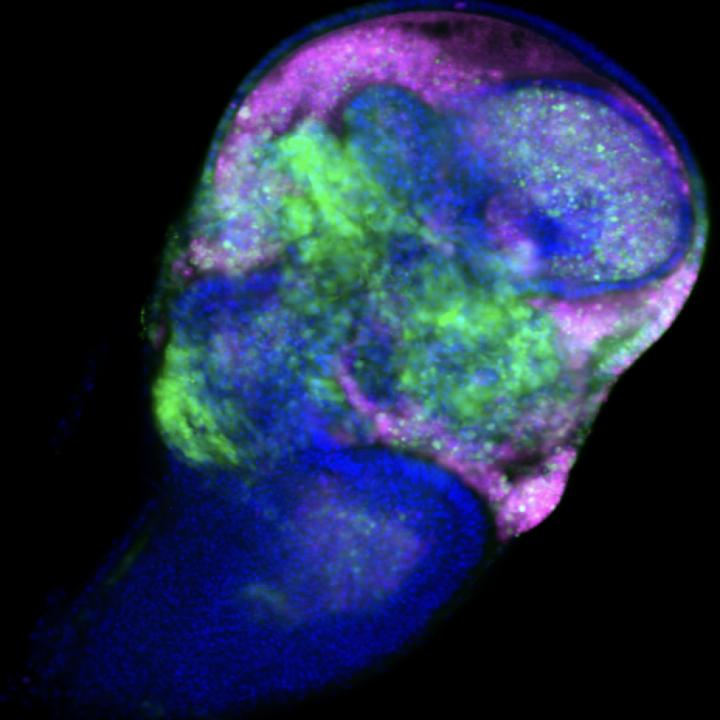 Simultaneous promotion of cell death and cell proliferation