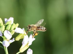 To save bees, scientists say focus on habitat first, then pesticides