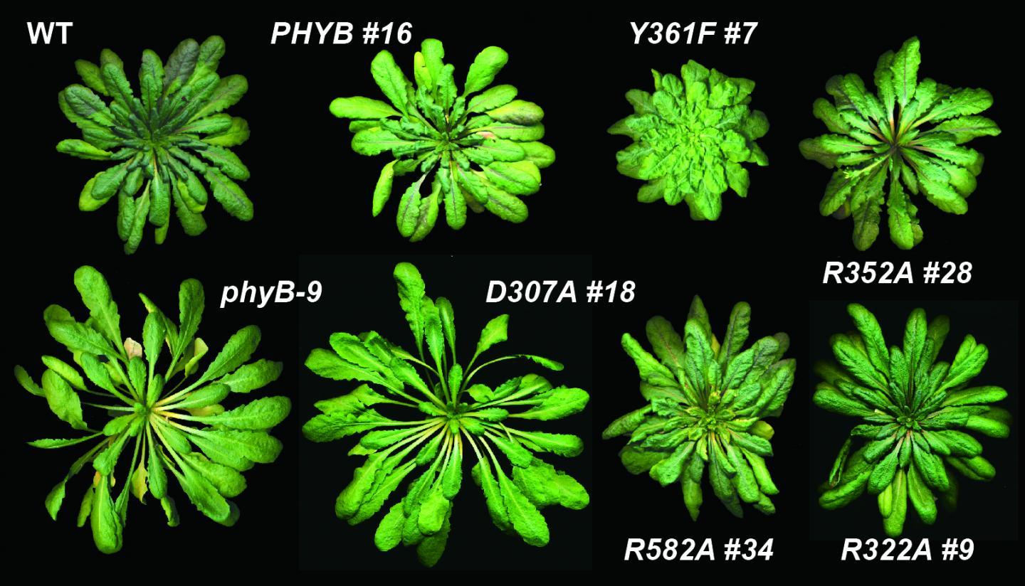Phytochrome Mutants