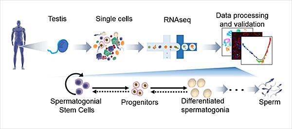 Spermatogonail Stem Cells Graphic, UC San Diego Health