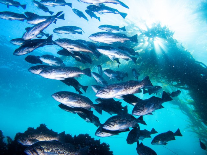 blue rockfish