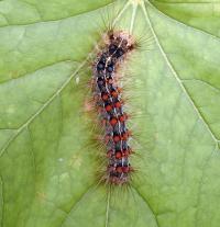 A Gypsy Moth Caterpillar (2 of 3)
