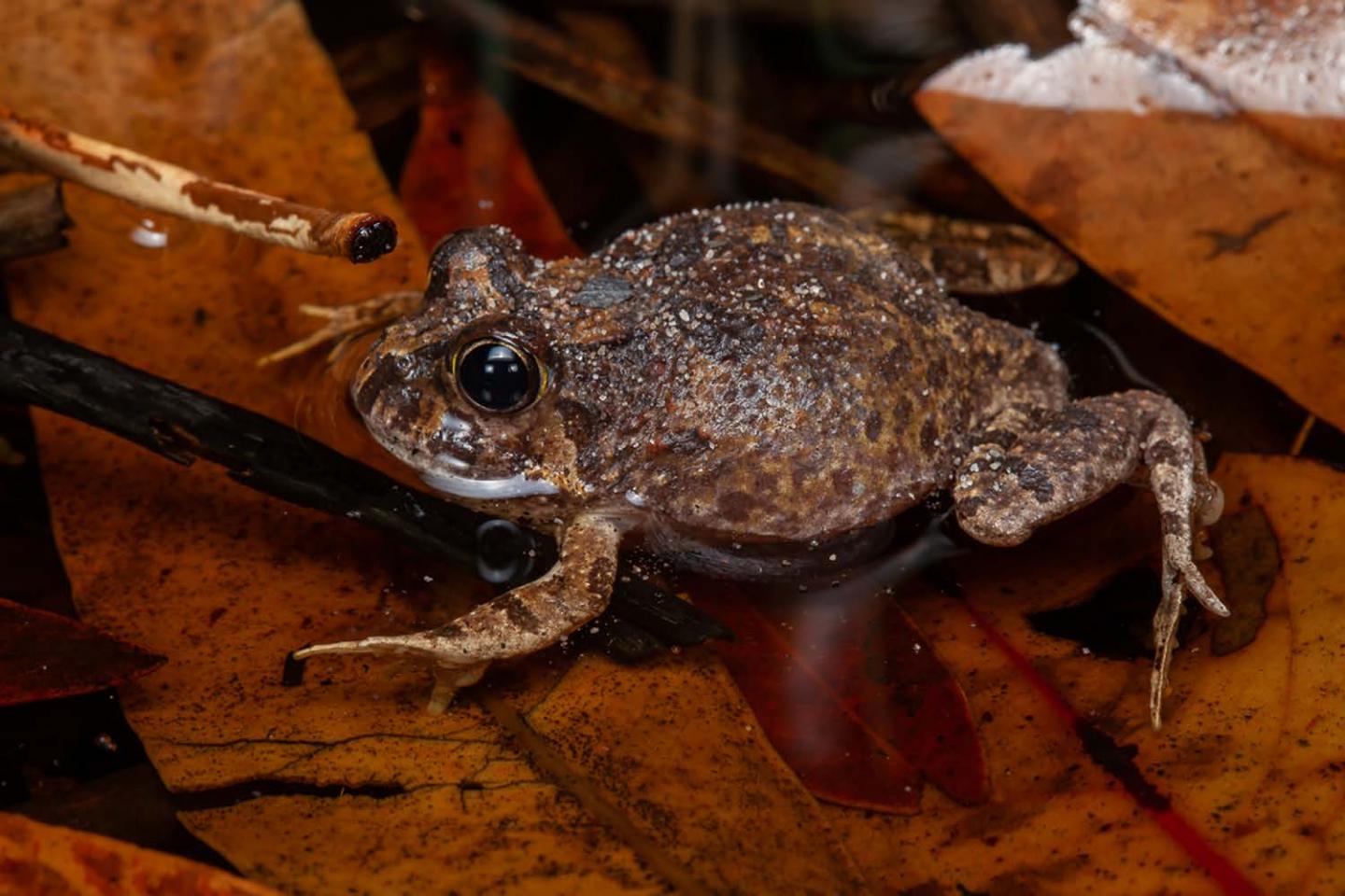 An ornate burrowing frog (Platyplectrum ornatum). Photo by Stephen Mahony.