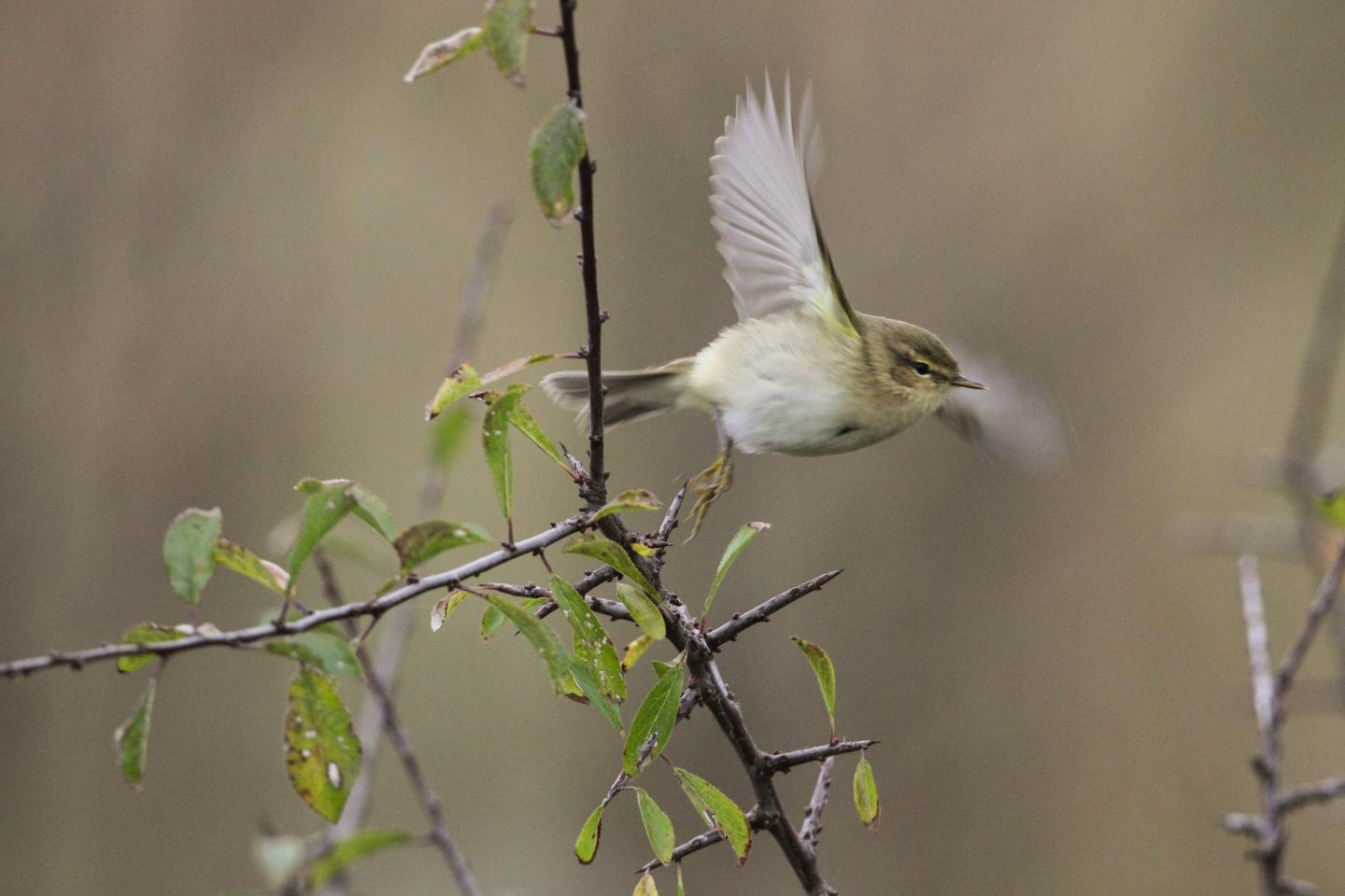 Chiff-chaff