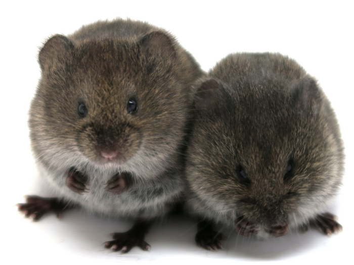 Prairie Voles
