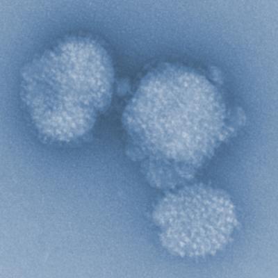 Influenza Virus