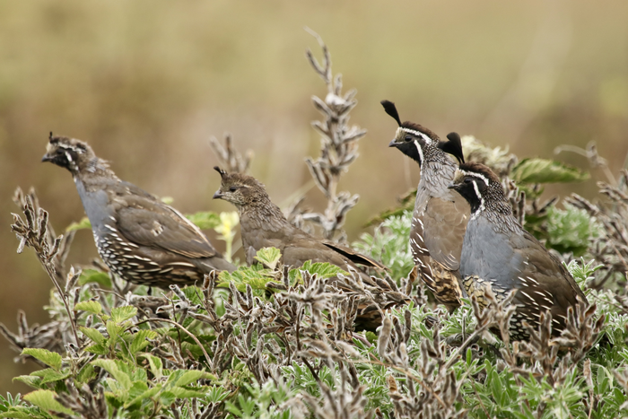 California quail