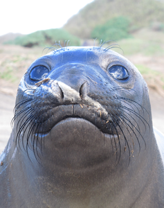 Elephant seal whiskers