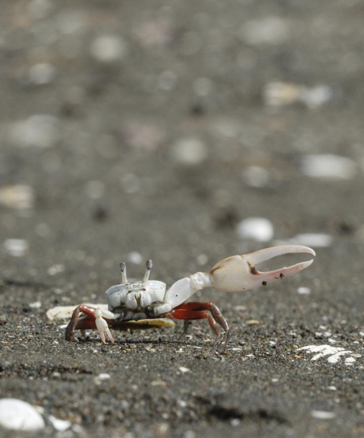 Polarization vision gives fiddler crabs the e