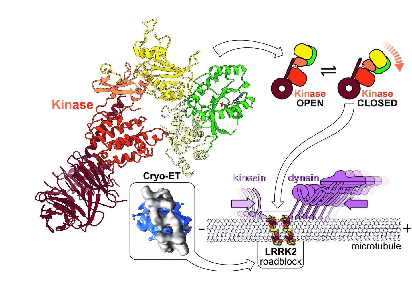 LRRK2 Is a Roadblock for Molecular Motors