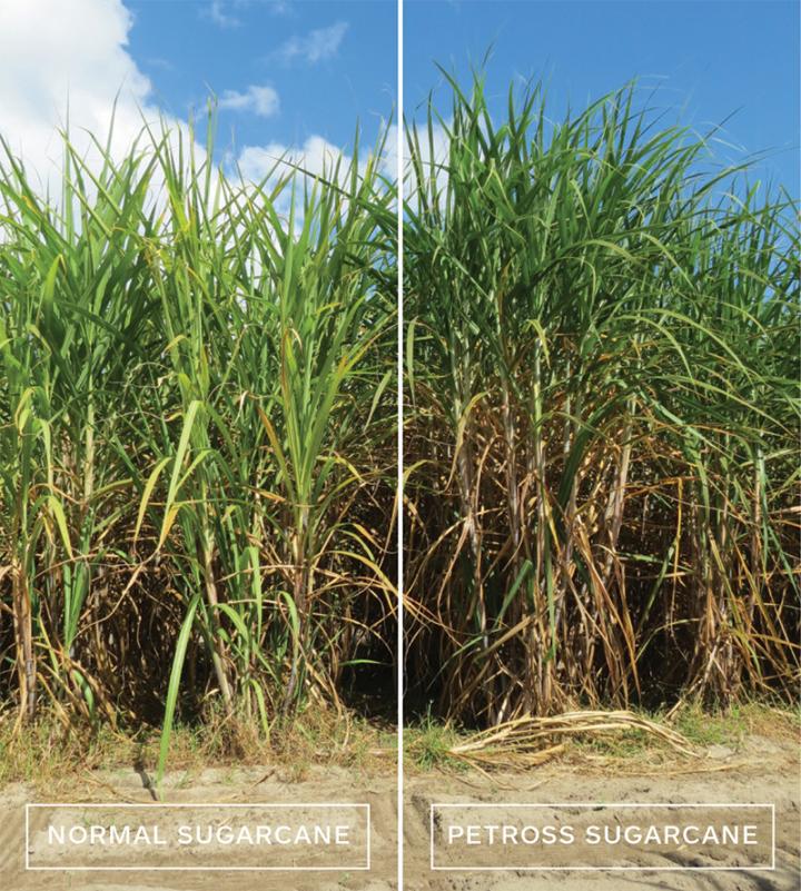 PETROSS Sugarcane