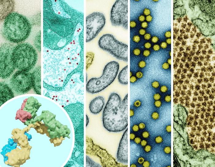 five pathogens and a monoclonal antibody