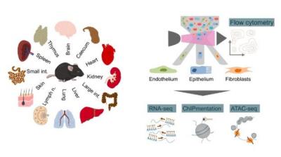 Illustration Thomas Krausgruber / CeMM