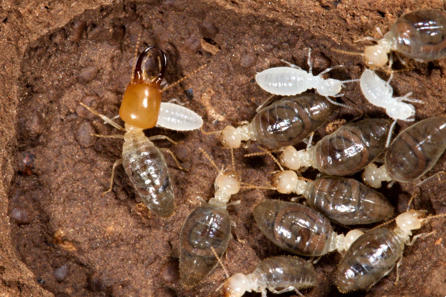 Termite Colony