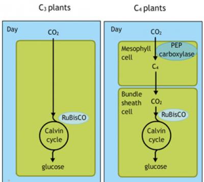 Legacy Biochemistry II: Photorespiration