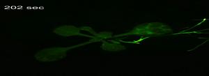 Video 2: Real-time Ca2+ imaging of Arabidopsis exposed to VOCs from manually smashed plants