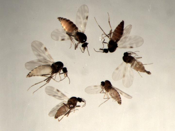 Biting Midges from the Obsoletus Group